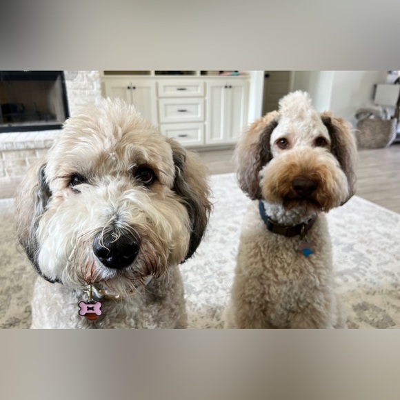 Meet your Posher, Mydia - Picture 2 of 3